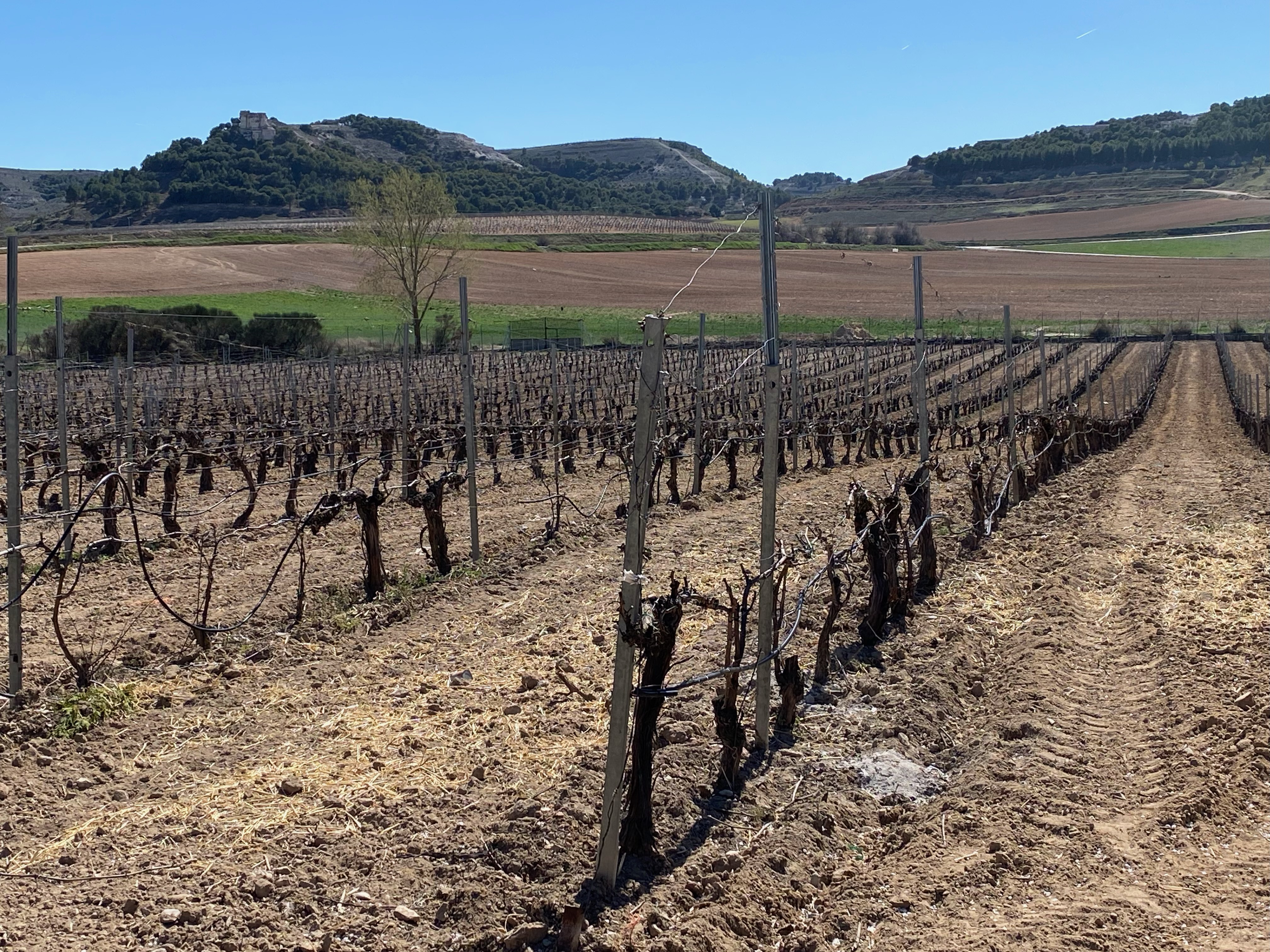Los Ángeles single vineyard
